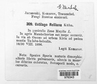 Sporisorium reilianum image